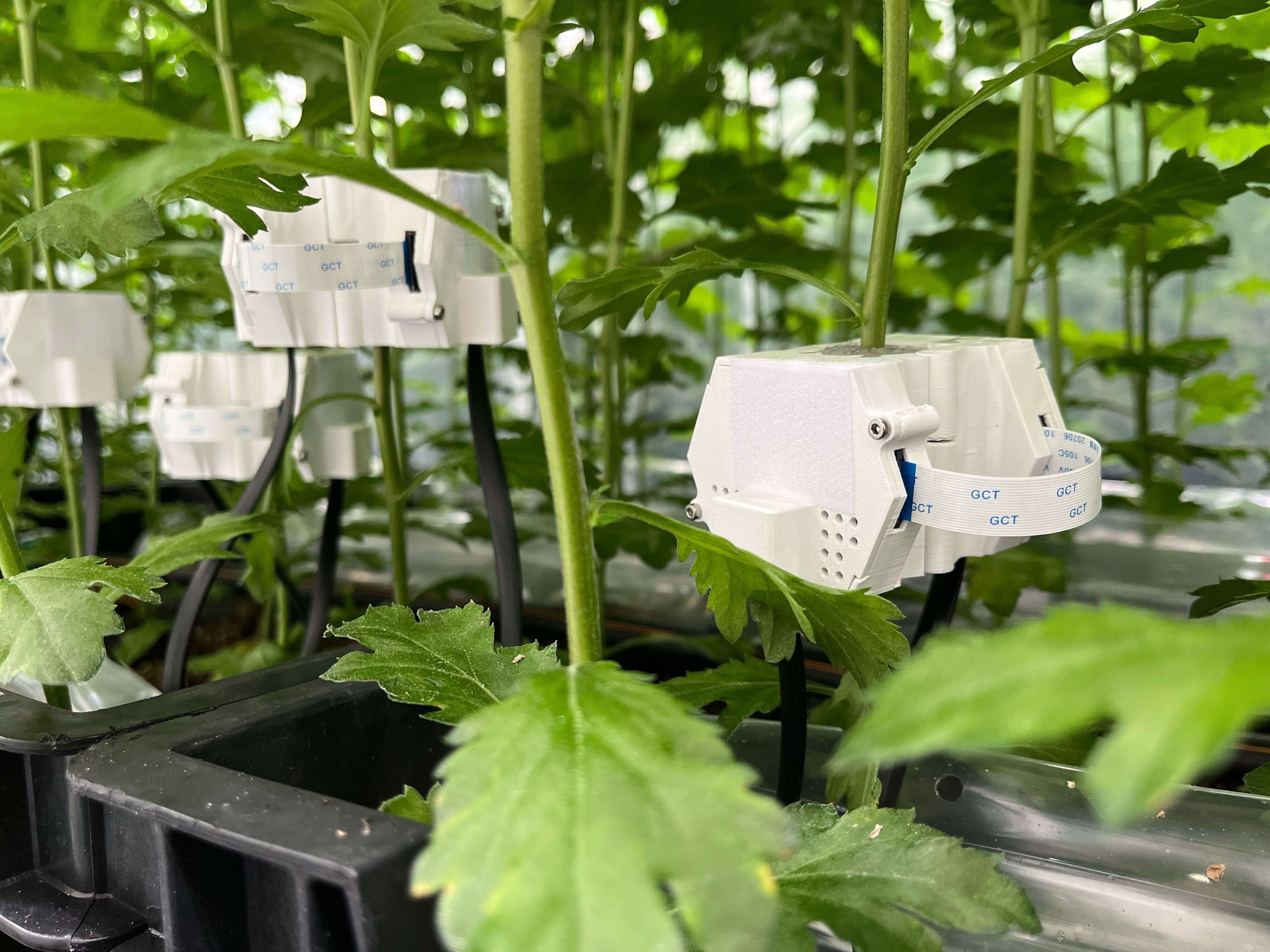 Plensor – Ultrasoon Detectie voor Tomatenplant Monitoring